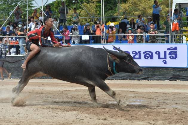 News Themen der Woche KW42 News Bilder des Tages (241016) -- CHONBURI, Oct. 16, 2024 -- A buffalo racer competes during a buffalo race to celebrate the rice harvest in Chonburi, Thailand, Oct. 16, 2024. ) THAILAND-CHONBURI-BUFFALO RACE RachenxSageamsak 