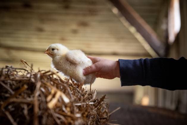 Toddler hand gently holding a fluffy yellow chick in a barn Wingham, Ontario, Canada CR_ATBL24051453-1424996-01 ,model released, Symbolfoto