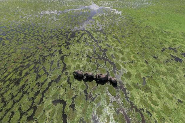 A herd of elephant meander across a swamp filled with green plan National Park, Nyandarua County, Kenya CR_GASU240510E-1430548-01