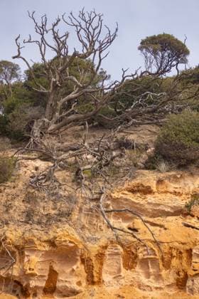 Creative Highlights World Tree growing on a cliffside at Bluff Barwon Heads, Victoria Barwon Heads, Victoria, Australia R_FABX2410152B-1563063-01