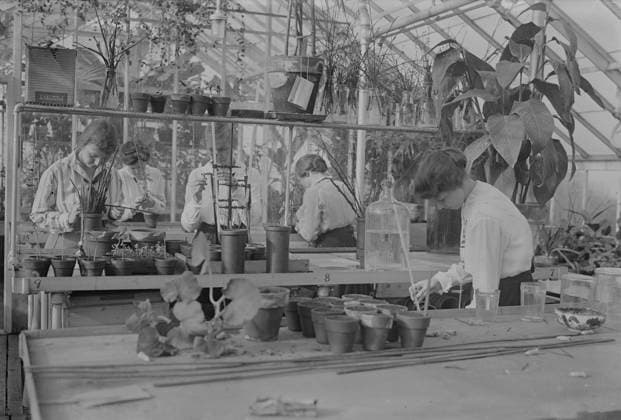 RECORD DATE NOT STATED Botany, Barnard, between c1915 and c1920. Copyright:xHeritagexArt HeritagexImagesxBainxNewsxServicex IMAGO, ! ACHTUNG: AUFNAHMEDATUM GESCHÄTZT!  Copyright:HeritagexArt HeritagexImagesxBainxNewsxServicex IMAGO