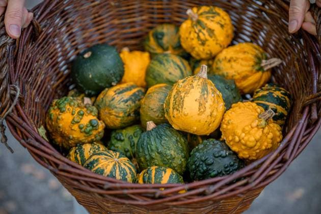wicker basket overflowing with decorative pumpkins Espoo, Uusimaa, Finland R_PJJZ24101585-1560641-01