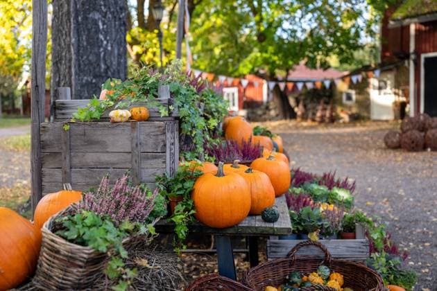 Autumn garden with pumpkins and baskets of pumpkins on table Tuusula, Uusimaa, Finland R_PJJZ24101591-1558425-01