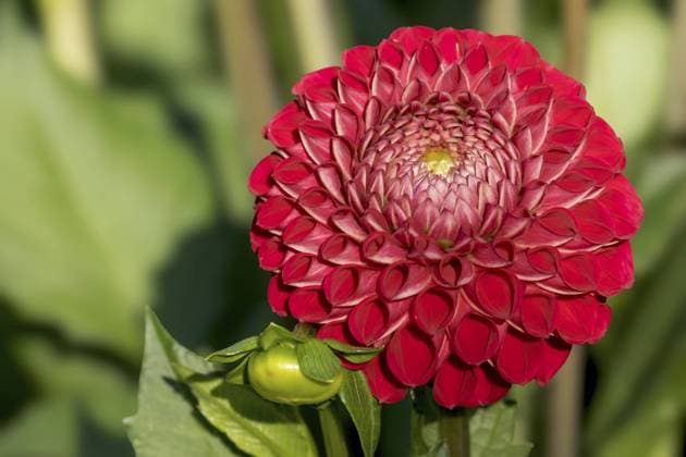 Rote Dahlie, Dahlia, Münsterland, Nordrhein-Westfalen, Deutschland, Europa Red Dahlia, Dahlia, Münsterland, North Rhine-Westphalia, Germany, Europe Copyright: imageBROKER AnnaReinert ibxann11502094.jpg
