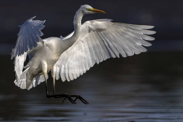 Creative Highlights World Silberreiher, (Ardea cinerea), landet im Flachwasser eines Fischteiches, Lausitz, Sachsen Great White Egret, (Ardea cinerea), landing in the shallows of a fish pond, Lusatia, Saxony Copyright: imageBROKER BerndxLamm ibxbdl11555061.jpg