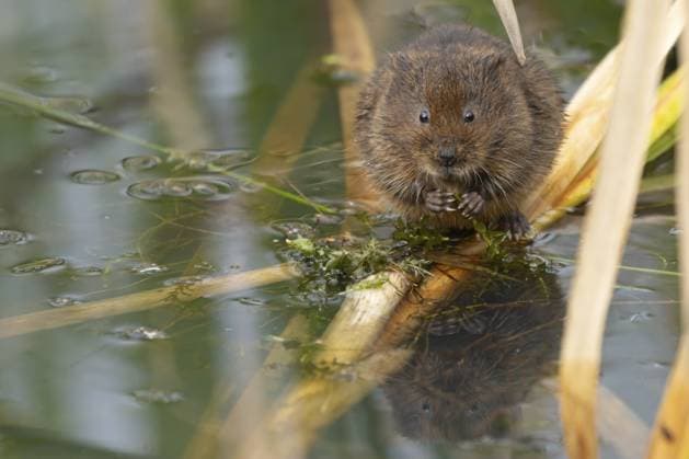 Creative Highlights World Wasserwühlmaus (Arvicola amphibius), erwachsenes Nagetier, das sich von einem Teichkrautblatt in einem Schilfgürtel an einem Teich ernährt, England, Großbritannien, Europa Water vole (Arvicola amphibius) adult rodent animal feeding on a pondweed leaf in a reedbed on a pond, England, United Kingdom, Europe Copyright: imageBROKER KevinxSawford ibxksa11563832.jpg