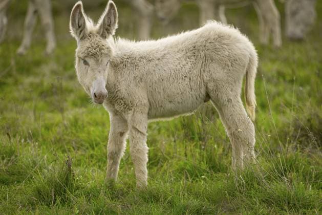 Weiße Esel, Barockesel, Junges steht auf einer grünen Wiese und schaut sanft zur Seite, Nationalpark Neusiedler See, Burgenland, Österreich, Europa White donkey, baroque donkey, young donkey standing on a green meadow and looking gently to the side, Lake Neusiedl National Park, Burgenland, Austria, Europe Copyright: imageBROKER LucasxSeebacher ibxlse11546054.jpg