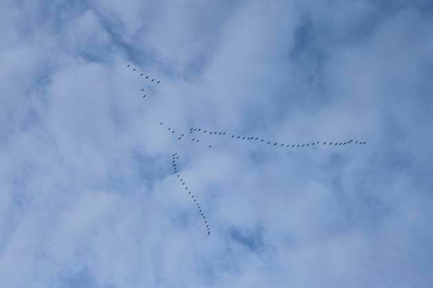 Creative Highlights World Kraniche im Formationsflug am Himmel 17.10.24, Selters: Symbolfoto, Illustrationsbild, Symbolbild, Illustrationsfoto, Alltagsszene Kraniche im Formationsflug am Himmel Eine Nahaufnahme zeigt, wie Butter mit einem Messer von einem Butterstück abgestrichen wird. Die steigenden Butterpreise spiegeln die zunehmenden Herausforderungen in der deutschen Milchwirtschaft wider. Während der Preis im Sommer 2023 auf 1,39 Euro pro Päckchen Eigenmarken fiel, stieg er im August 2024 wieder um 41 Prozent im Vergleich zu 2020, so das Statistische Bundesamt.Eine Formation von Kranichen, die in V-Formation am bewölkten Himmel fliegen. Die Vögel ziehen in gleichmäßiger Linie in ihre Winterquartiere und bieten einen beeindruckenden Anblick in der Nat