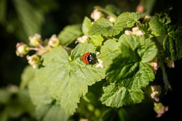 IMAGO Creative, Frühling, Licht und Sonne Ladybug on a green leaf in a bush. Sunny spring day. Currant bush. Copyright: xEdgarsxSermulisx