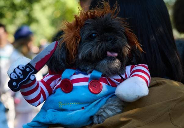 Entertainment Themen der Woche KW42 Entertainment Bilder des Tages October 19, 2024, New York, New York, USA: Dog owners dress their dogs in costume and participate in the annual Tompkins Square Park Halloween Parade. New York USA - ZUMAl171 20241019_znp_l171_002 Copyright: xEdnaxLeshowitzx