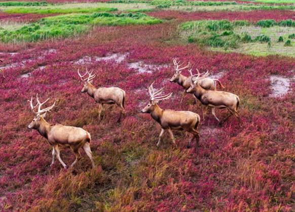 Bilder des Jahres 2024, News 10 Oktober News Themen der Woche KW42 News Bilder des Tages Wild Elks YANCHENG, CHINA - OCTOBER 20, 2024 - Wild elks running and foraging in the blooming salt wormwood in Dongtaitiaozini Wetland, Yancheng City, Jiangsu Province, China, October 20, 2024. Yancheng Jiangsu China  Copyright: xCFOTOx i1729472502424