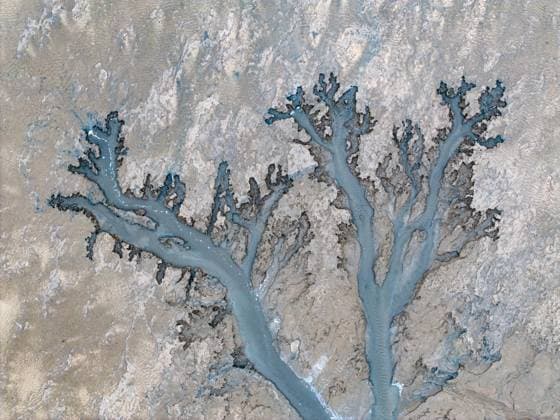 Creative Highlights World Tidal Tree Landscape YANCHENG, CHINA - OCTOBER 20, 2024 - Aerial photo shows the tidal tree landscape of Dongtaitiaozini wetland in Yancheng City, East China s Jiangsu province, Oct 20, 2024. Yancheng Jiangsu China  Copyright: xCFOTOx i1729476541774