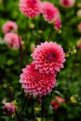 Vibrant Pink Dahlias in Bloom Lisse, South Holland, Netherlands CR_ASAC241017B-1564758-01