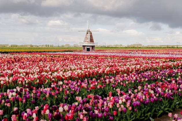 Expansive Tulip Field with Dutch Windmill Hillegom, South Holland, Netherlands CR_ASAC241017B-1564764-01