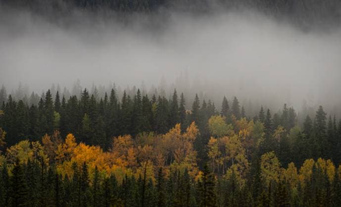 IMAGO Creative, Jahreszeit Herbst, Herbstanfang am 22. September Clouds hanging over forest of deciduous and evergreen trees in fall. Banff, Alberta, Canada CR_DOHO241017F-1565251-01