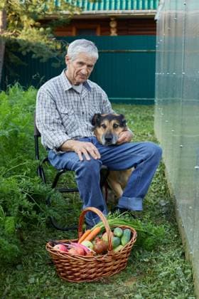 Creative Highlights Symbolfotos A retired gardener with his dog and a basket of organic vegetables Mozhaysk, Moscow Oblast, Russia CR_HFQU241018-1567018-01 ,model released, Symbolfoto