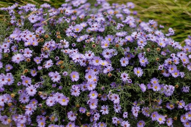 Aromatic purple aster blooming in the garden Karlin, Prague Prague, Prague, Czechia R_UZFO241017-1565683-01
