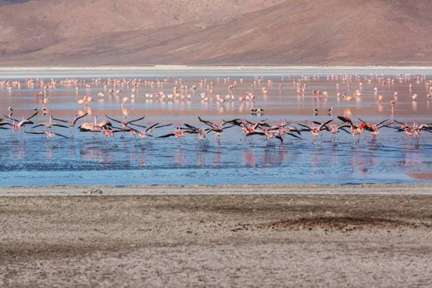 Der Salar de Uyuni, ein Salzsee in den Anden Boliviens, Südamerika Flamingo in the lake of Bolivian Altiplano wildlife nature wilderness Copyright: xZoonar.com GalynaxAndrushkox 21178251