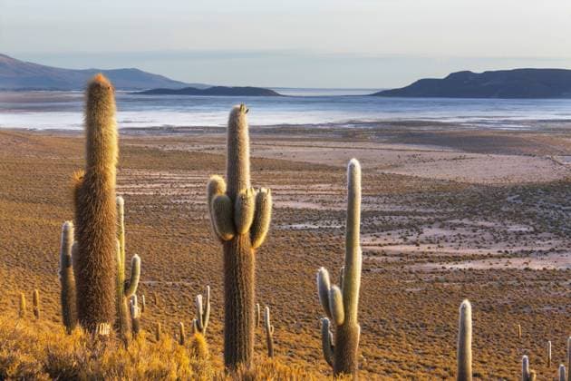 Cactus in Chile Big cactus fforest in Altiplano, Chile.. Unusual natural landscapes deserted solar travel South America Copyright: xZoonar.com GalynaxAndrushkox 21976595