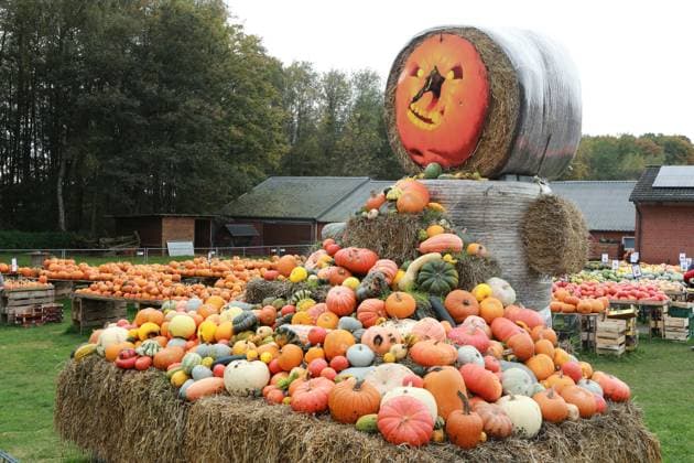 20.10.2024 Kürbisse haben im Herbst Hochsaison. Die gesunden Früchte, es gibt viele verschiedene Sorten, werden auf einem Hofmarkt in Waltrop angeboten. Natürlich gibt es große Kürbisse, die zu Halloween zu gruseligen Masken geschnitzt werden. Eine große Strohskulptur, dekoriert mit zahlreichen Kürbissen, begrüßt die Besucher des Hofmarktes. *** 20 10 2024 Pumpkins are in high season in autumn The healthy fruits, of which there are many different varieties, are on sale at a farm market in Waltrop Naturally, there are large pumpkins that are carved into spooky masks for Halloween A large straw sculpture decorated with numerous pumpkins welcomes visitors to the farm market