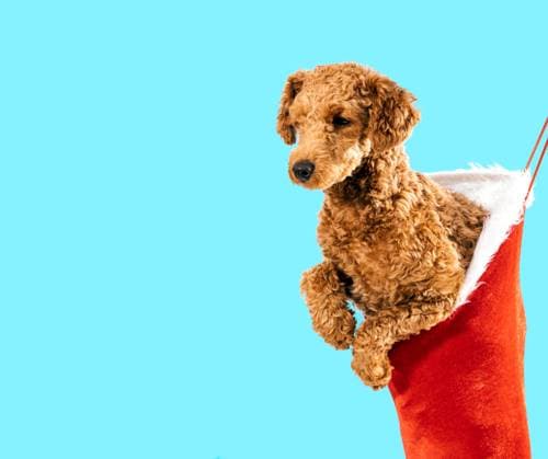 A cute brown poodle puppy peeks out from a vibrant red Christmas stocking against a bright blue background, embodying the festive spirit of the season Model Released SergioVictorVega_ID24435_708005_006 Copyright: xSergioxVictorxVegax RECORD DATE NOT STATED