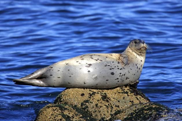 Seehund (Phoca vitulina), adult, Felsen, Wasser, Meer, ruhend, relaxed, Monterey, California, USA, Nordamerika Harbour seal (Phoca vitulina), adult, rock, water, sea, resting, relaxed, Monterey, California, USA, North America Copyright: imageBROKER Jürgenx&xChristinexS ibxsox11527181.jpg