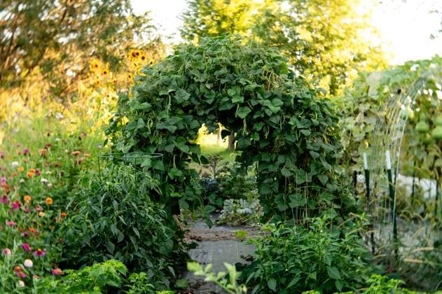 IMAGO Creative, Sommer, Sommertage im Garten Arch covered with climbing green bean plants, colorful garden fl Elburn, Illinois, United States R_MCKJ241021-1565079-01 ,property released