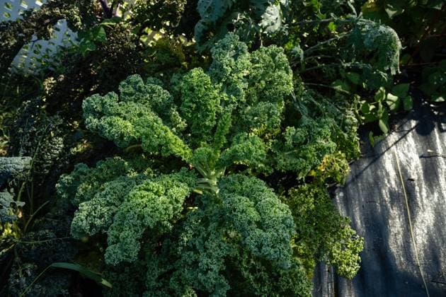 Fresh green summer kale growing in black landscape weed fabric Elburn, Illinois, United States R_MCKJ241021-1565098-01
