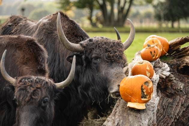 Entertainment Themen der Woche KW43 Entertainment Bilder des Tages Halloween comes early to Whipsnade Zoo, 23 October 2024 Dunstable, Bedfordshire, 23 October 2024: The yaks take an exploratory sniff of their pumpkin-filled hay stack at Whipsnade Zoo. Zookeepers carved petrifying pumpkins for the animals at the UK™s largest zoo, using the spooky squashes to put their foraging and hunting skills to the test., Credit:Avalon Dunstable, UK  Copyright: xAvalonx 0925355639