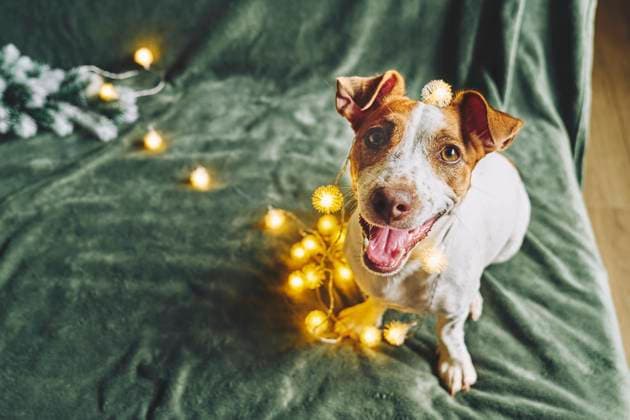 Jack Russell Terrier on green backdrop with illuminated lights property released, CATF00295