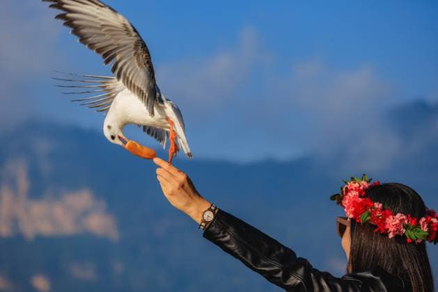 Entertainment Themen der Woche KW43 Entertainment Bilder des Tages KUNMING, CHINA - OCTOBER 25: A tourist interacts with black-headed gulls at Haigeng Park on October 25, 2024 in Kunming, Yunnan Province of China.  Copyright: xVCGx 111526269247