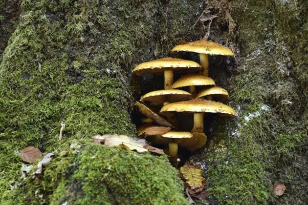 Creative Highlights World Ein Büschel Honiggelber Hallimasch (Armillaria mellea) an einem Baum im Wald des Nationalparks Hunsrück-Hochwald, Rheinland-Pfalz, Deutschland, Europa A tuft of yellow honey fungus (Armillaria mellea) on a tree in the forest of the Hunsrück-Hochwald National Park, Rhineland-Palatinate, Germany, Europe Copyright: imageBROKER AngelikaxSchmelzer ibxasr11623102.jpg