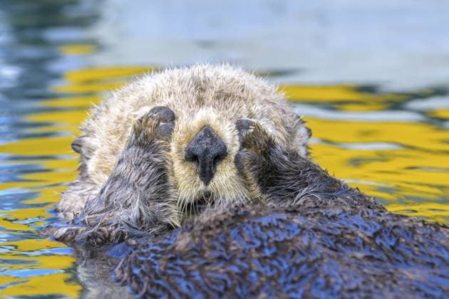 Ein Seeotter (Enhydra lutris) hält seine Pfoten ans Gesicht im Wasser mit gelben Reflexionen, Seward, Alaska, USA, Nordamerika A sea otter (Enhydra lutris) holds its paws to its face in water with yellow reflections, Seward, Alaska, USA, North America Copyright: imageBROKER MarcusxSiebert ibxmcs11439037.jpg