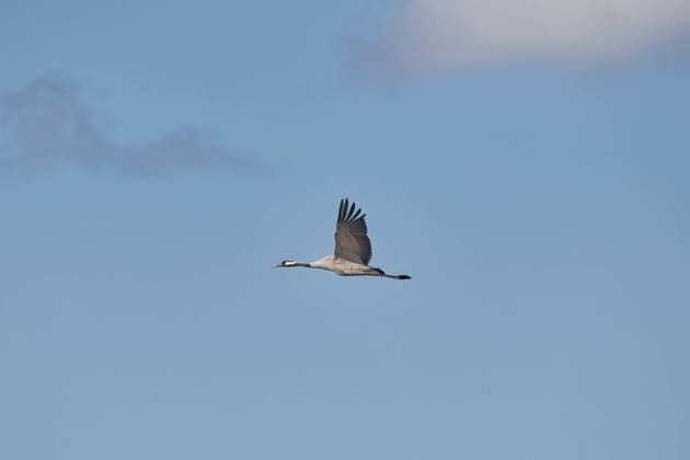 Kranich (Grus grus) in elegantem Flug unter blauem Himmel, Zingst, Bodden, Mecklenburg-Vorpommern, Deutschland, Europa Crane (Grus grus) in elegant flight under a blue sky, Zingst, Bodden, Mecklenburg-Vorpommern, Germany, Europe Copyright: imageBROKER bildbaendiger ibxidk11625431.jpg
