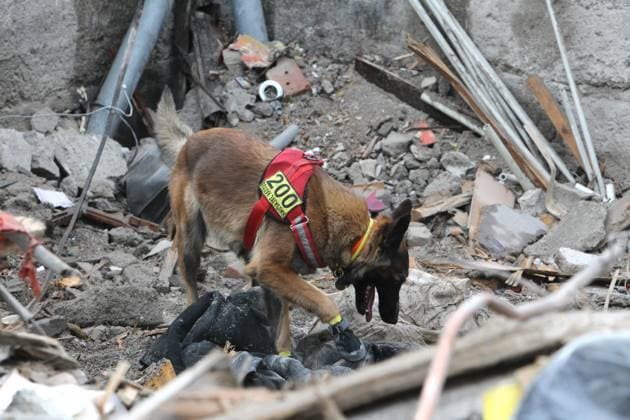 News Themen der Woche KW43 Ukraine-Konflikt, Trümmersuchhunde in Dnipro suchen nach Verschütteten SAR dogs at work after Russian missile attack on Dnipro A search and rescue dog of the Antaries SAR canine unit from Pavlohrad is looking for dead bodies on the ruins in the Novokodatskyi district of Dnipro, east-central Ukraine. As reported, Russian troops launched three missile strikes on Dnipro overnight. Twenty people were injured, and four people, including a 14-year-old child, were killed. Police documented the destruction of buildings at three locations in Dnipro. Over 10 apartment buildings, two private houses, medical facilities, a garage, and thirty civilian vehicles were damaged. October 26, 2024. Photo by Mykola Miakshykov Ukrinform ABACAPRESS.COM Dnipro Ukraine  Copyright: xMyakshykovxMykola Ukrinform ABACAx