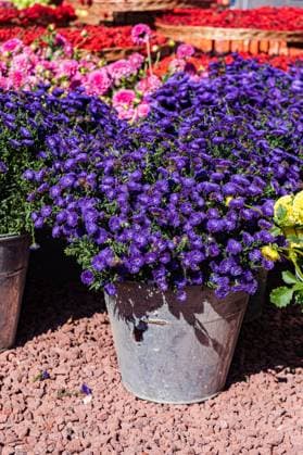 Vibrant purple asters flowering profusely in a weathered metal pot, set against a bedding of crimson bark mulch Model Released AnnaBogush_ID24644_714069_011 Copyright: xAnnaxBogushx