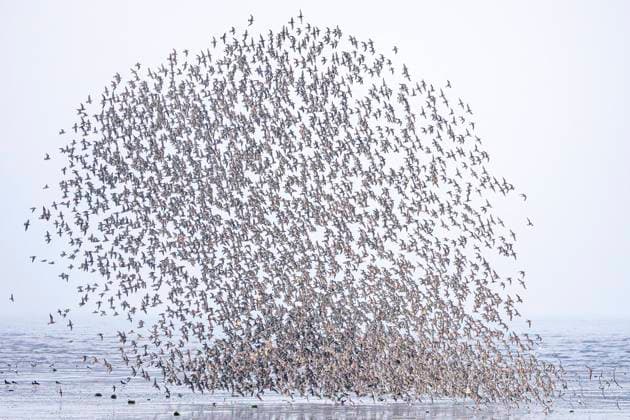 Thousands of birds create a mesmerizing pattern over the sea in Great Plover, showcasing the natural spectacle of their migration routes and behavior. Model Released EgoitzIcaza_ID24562_712000_006 Copyright: xEgoitzxIcazax RECORD DATE NOT STATED