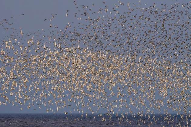 Thousands of Black-tailed Godwits in mid-flight above the calm sea waters near Heligoland, creating a dense cloud of birds against a soft sky. Model Released EgoitzIcaza_ID24562_712006_011 Copyright: xEgoitzxIcazax RECORD DATE NOT STATED