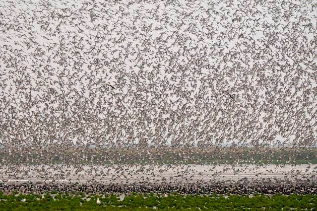 Thousands of migratory birds, predominantly great plovers, take flight in an impressive display over Delta s coastal wetlands, capturing the chaotic beauty of nature. Model Released EgoitzIcaza_ID24562_712008_012 Copyright: xEgoitzxIcazax RECORD DATE NOT STATED