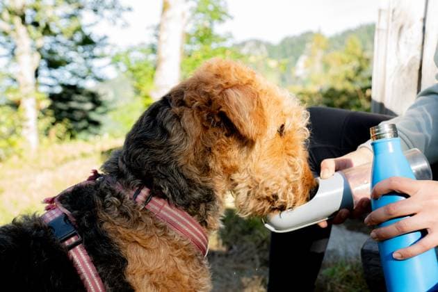An Airedale Terrier dog drinks water from a portable bottle, held by a person, amidst the natural surroundings of Rochers de Naye in the Swiss Alps Model Released NicoescobarPhoto_ID24157_700147_002 Copyright: xNicoescobarxPhotox RECORD DATE NOT STATED