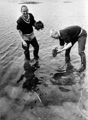 Askö 1962-08-07 Askölaboratoriet pa Askö i Trosa skärgard. Fil. lic. Bengt-Owe Jansson och fil. kand. Björn Ganning plockar upp blastangruskor. Askö Sverige sp_sw x12014x  Copyright: xIngvarxKarmhed SvD TTx