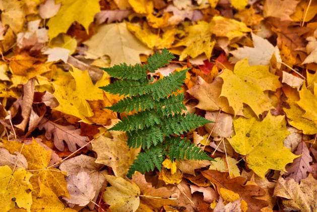 Creative Highlights World Forest During The Autumn Season A fern grows among fallen leaves in a forest during the autumn season in Maple, Ontario, Canada, on October 27, 2024. Maple Canada  Copyright: xCreativexTouchxImagingxLtdx originalFilename: friedman-forestdu241027_np73D.jpg