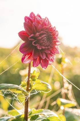 Eine rosa Dahlie in voller Blüte bedeckt mit feinsten Spinnweben im Sonnenlicht, Gechingen, Schwarzwald, Deutschland, Europa A pink dahlia in full bloom covered with fine cobwebs in the sunlight, Gechingen, Black Forest, Germany, Europe Copyright: imageBROKER ManuelxKamuf ibxmlk11650653.jpg