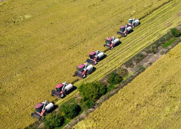 News Themen der Woche KW44 News Bilder des Tages Rice Harvest in Huai an HUAI AN, CHINA - OCTOBER 29, 2024 - Workers drive machines to harvest rice at Baima Lake farm in Huai an city, Jiangsu province, China, Oct 29, 2024. Huai an Jiangsu China  Copyright: xCFOTOx i1730194490922