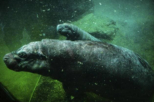 Entertainment Themen der Woche KW44 Mini-Hippo Toni geht auf ersten Tauchgang in der Innenanlage der Hippos im Berliner Zoo ** NUR FÜR REDAKTIONELLE ZWECKE ** EDITORIAL USE ONLY **<p>Mini-Hippo Toni geht auf ersten Tauchgang in der Innenanlage der Hippos im Berliner Zoo, fotografiert am 29.10.2024 in Berlin. Deutschland Berlin Berlin Copyright: MaurizioxGambarini *** Mini Hippo Toni goes on first dive in the indoor enclosure of the Hippos at Berlin Zoo FOR EDITORIAL PURPOSES ONLY EDITORIAL USE ONLY p Mini Hippo Toni goes on first dive in the indoor enclosure of the Hippos at Berlin Zoo, photographed on 29 10 2024 in Berlin Germany Berlin Berlin Copyright MaurizioxGambarini Copyright: MaurizioxGambarini doc7xtjakkuwjt1ik4w6pq ,EDITORIAL USE ONLY