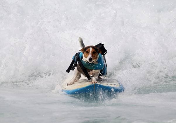Entertainment Themen der Woche KW44 Entertainment Bilder des Tages Surfender Jack Russel Hund am Strand von Ipanema in rio de Janeiro October 29, 2024, Rio De Janeiro, Rio De Janeiro, Brazil: BENJI, a 4-year-old Jack Russell Terrier, steals the show at Arpoador as he catches waves with his owner, BERNARDO BRAGA. Surfing together for the past year, the duo navigates the famous breaks of Ipanema in Rio de Janeiro, drawing admiration from fellow surfers and beachgoers alike. Rio De Janeiro Brazil - ZUMAk251 20241029_znp_k251_008 Copyright: xBobxKarpx