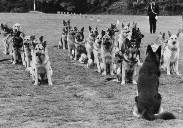 RECORD DATE NOT STATED 29.06.1971. Picture shows metropolitan police dogs 29.06.1971. Picture shows metropolitan police dogs rehearsing for their display at the Royal Agricultural Show at Stoneleigh, Warwickshire. W Harrison Times Retrocon Law and Crime Animals  Copyright: xWxHarrisonx