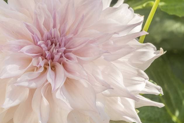 Cafe au Lait Dahlien Blumenblüten in einem öffentlichen Garten. Close-up Dahlien, Tageslicht. Selestat, Bas Rhin, Elsass, Frankreich, Europa Cafe au Lait dahlias flower blossoms in a public garden. Close-up dahlias, daylight. Selestat, Bas Rhin, Alsace, France, Europe Copyright: imageBROKER ncphoto ibxcde11662290.jpg