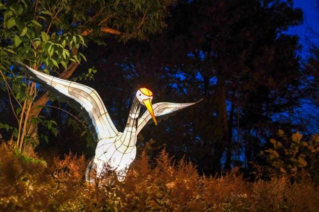 October 30, 2024, Montreal, Quebec, Canada: The Gardens of Light at the Montreal Botanical Garden has begun. In what has become a seasonal tradition, the Gardens of Light pathway offers a spectacular immersive stroll through illuminated First Nations, Chinese and Japanese gardens. Montreal Canada - ZUMAs278 20241030_zip_s278_021 Copyright: xSerkanxSenturkx