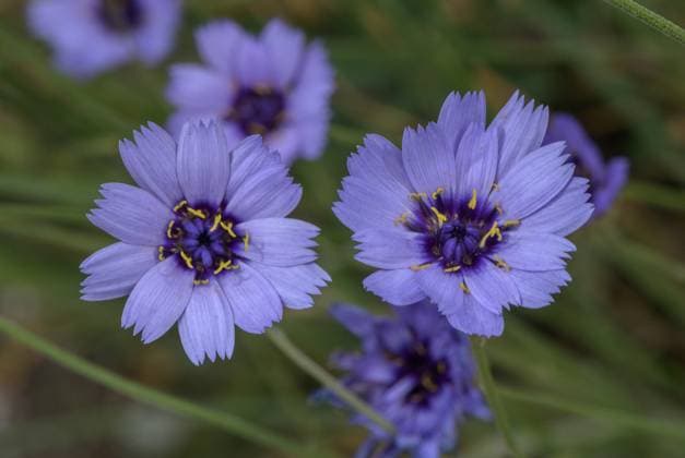 Blue Cupidone, Catananche caerulea, in flower; widely used in dried flower arrangements. Spain.  Copyright: ardea.comxxxBobxGibbons ROG-90279240